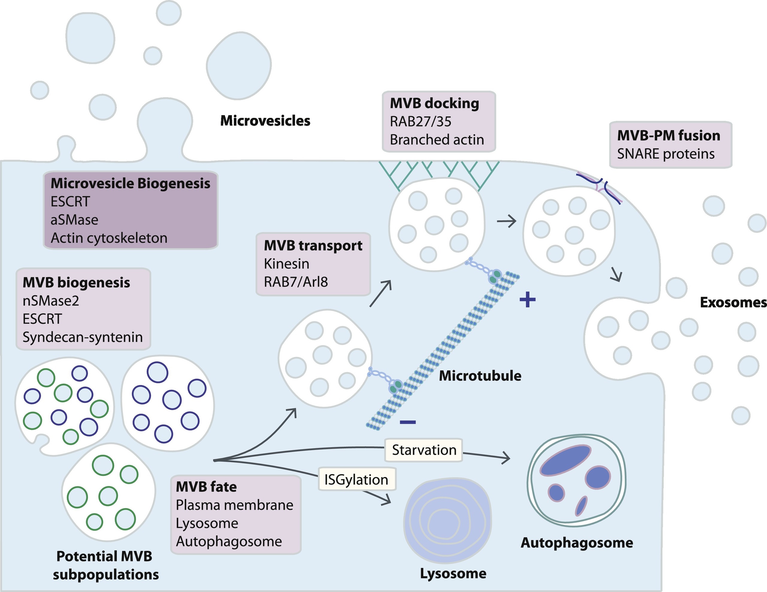 Fig. 1. Schematic representation of exosome and microvesicle biogenesis pathways. While microvesicles bud directly from the plasma membrane, exosomes are generated within MVB subpopulations that upon maturation fuse with the plasma membrane. Alternative MVB pathways include fusion with lysosomes or with autophagosomes, although little is known about the mechanisms determining MVB fate. MVB fusion with the plasma membrane is a tightly regulated multistep process that includes MVB trafficking along microtubules, docking at the plasma membrane and SNARE-mediated fusion. (https://doi.org/10.1016/j.pharmthera.2018.02.013) license