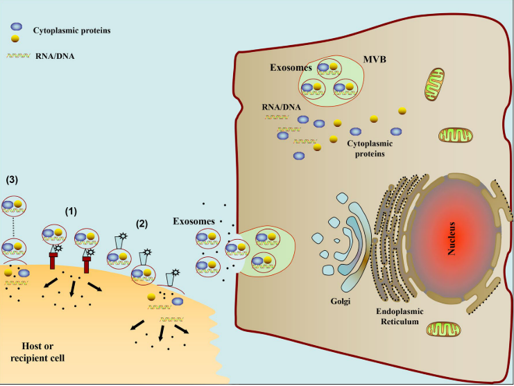 Fig. 2 The schematic diagram of pathways involved in exosome mediated cell-to-cell communication. (1) Exosomes signal recipient cells via direct surface-bound ligands. (2) Exosomes transfer activated receptors to recipient cells. (3) Exosomes may epigenetically reprogram recipient cells via delivery of functional proteins, lipids, and RNAs (Zhang, Yuan, Liu, Yunfeng, Liu, Haiying, Tang, Wai Ho: 2019: Exosomes: Biogenesis, biologic function and clinical potential) license